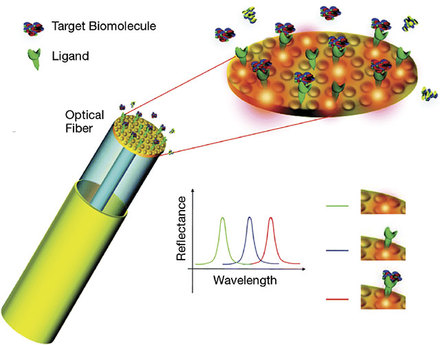 Figure 3. An illustration of the concept of a biomedical lab-on-a-fiber multianalyte sensor. Courtesy of Andrea Cusano.