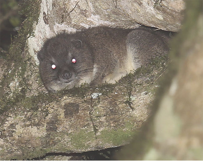 A tree hyrax. The animals dwell in the shrinking forests of the mountains of Kenya. Courtesy of Hanna Rosti.