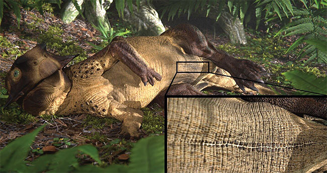 Though science has confirmed that navels emerged as early as the age of dinosaurs, the practice of navel gazing would not arise until millions of years afterward. Courtesy of Bell et al. Courtesy of Bell et al.