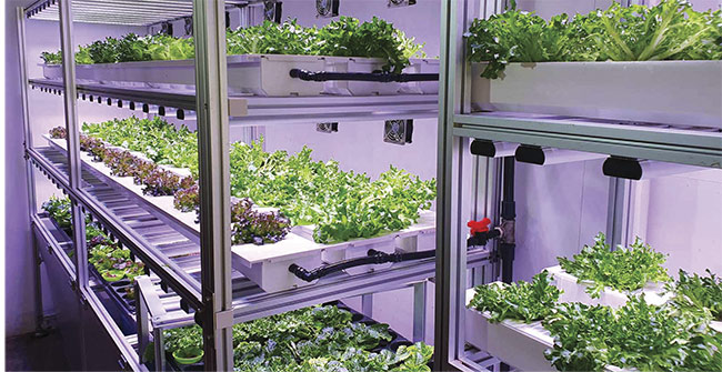 Leafy greens grow inside a vertical farm. Agricola Moderna