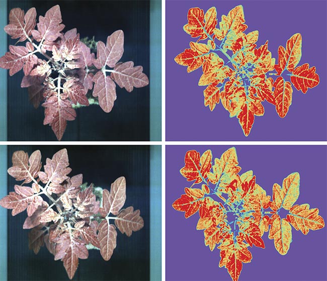 An assessment of the normalized difference vegetation index (NDVI) using an RGB camera (left) versus a Specim FX10 hyperspectral camera (right). Courtesy of Specim, Spectral Imaging Ltd.