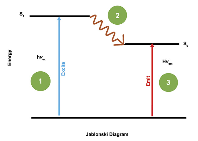 Figure 5. The process of exciting a fluorophore and the photons it emits as a result of the excitation. Courtesy of Two-Photon Research.