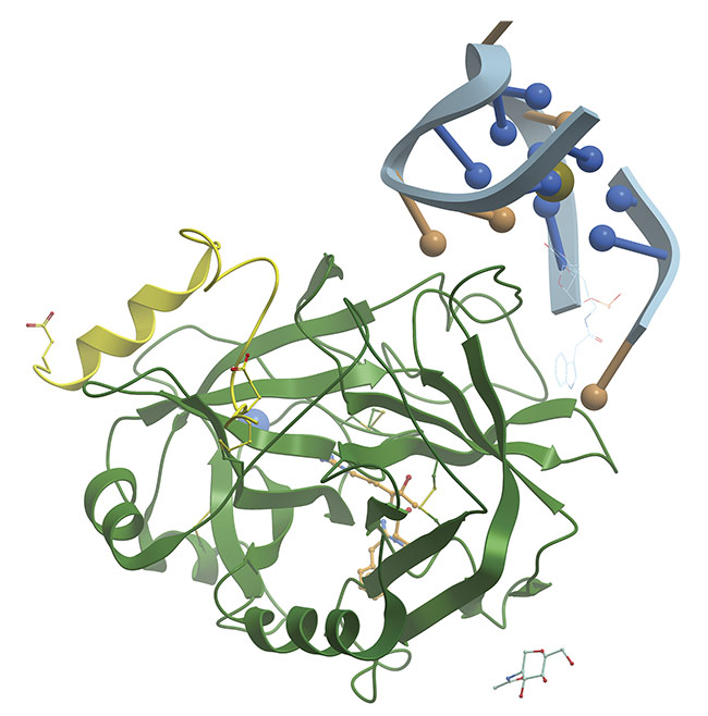 A thrombin-binding aptamer is a DNA sequence that folds into a G-quadruplex structure. Adapted with permission from Reference 1.