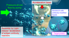 Osaka Metropolitan University (OMU) researchers introduced target proteins and probe particles with modified antibodies selectively binding to the target proteins into a small channel and applied irradiation with infrared laser light. They achieved, for the first time, the rapid measurement of trace amounts of attogram-level target proteins after only three minutes of laser irradiation. Courtesy of Takuya Iida, OMU. 