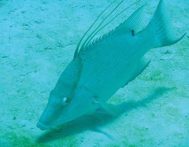 Courtesy of iStock.com/mtilghma.