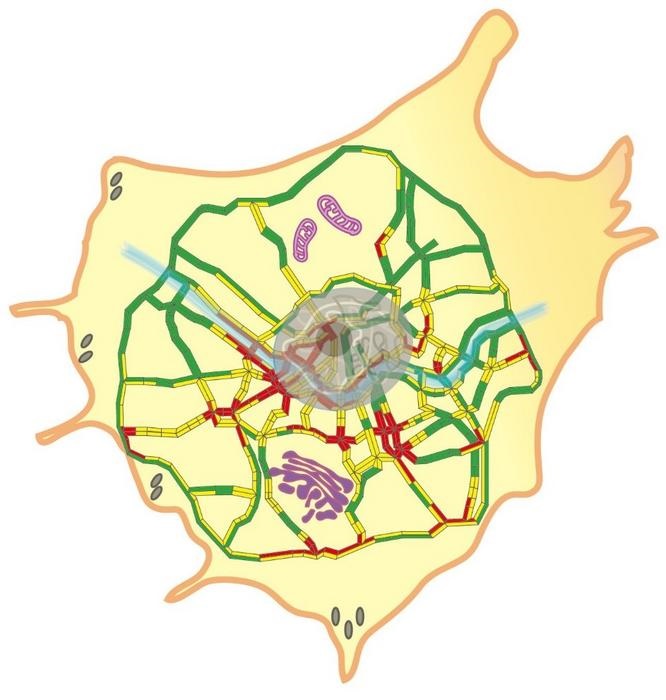 Schematic representation of a cellular traffic pattern drawn with the road network in and around Seoul. Courtesy of the Institute for Basic Science.