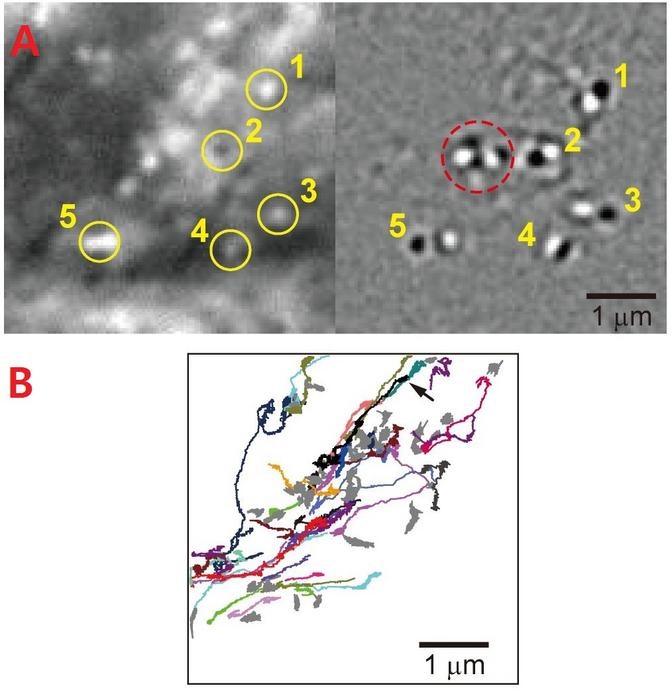 A): Traffic jams at the intersection of the cytoskeleton in a local area within a cell. This figure captures a traffic congestion event evidenced by cargo crowding and suppressed mobility. (Left): Static background removed (SBR-)iSCAT and (right): Time-differential (TD-)iSCAT imaging techniques. Notably, both bright and dark spots in the SBR-iSCAT image (highlighted by numbered yellow circles) correspond to dynamic cargos observed in the TD-iSCAT image. Within the red circle in the TD-iSCAT image, a cluster of cargos experiences a bottleneck. B): A total of 83 trajectories of cargo continuously tracked over 500 frames in 9000 consecutive SBR-iSCAT images are drawn. Among these trajectories, those of 49 cargos displaying sub-diffusive motion are depicted in gray. Courtesy of the Institute for Basic Science.