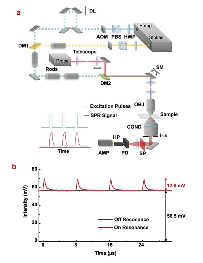 Figure 2. A stimulated Raman photothermal (SRP) microscope design and characterization of SRP modulation depth as a function of duty cycle and modulation frequency. An experimental setup. AMP: amplifier; AOM: acousto-optic modulator; COND: condenser; DL: delay line; DM: dichroic mirror; HP: high-pass filter; HWP: half-wave plate; OBJ: objective; PBS: polarizing beamsplitter; PD: photodiode; SM: scanning mirror; SP: spectral filter (a). SRP generated a large (22.3%) modulation depth with dimethyl sulfoxide as the sample (b). Courtesy of the Cheng Lab/Boston University.
