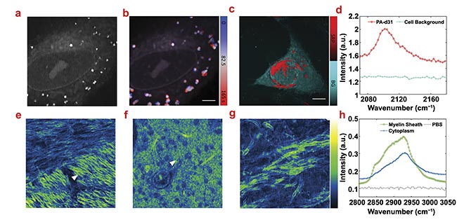 Figure 4. Stimulated Raman photothermal (SRP) imaging of biological samples in an aqueous environment. A live SJSA-1 cell in polarizing beamsplitter (PBS) imaging at 2930 cm-1 (a). Time-trace imaging of a live SJSA-1 cell with color-coded temporal dynamics of the lipid droplets inside the cell. Scale bar: 10 µm (b). SRP analysis of an SJSA-1 cell in PBS with palmitic acid-d31 (PA-d31) treatment (c). Phasor analysis separates the PA-d31 SRP signal (red) and cell background (cyan) with spectral features (d). Scale bar: 10 µm. SRP imaging of a mouse brain immersed in PBS at 2930 cm-1 in different regions. Scale bar: 12 µm (e-g). Spectra of two representative spectra in the mouse brain indicated with triangles in (e) (myelin sheath) and (f) (cytoplasm). A PBS signal is acquired at no sample region (h). Courtesy of the Cheng Lab/Boston University.