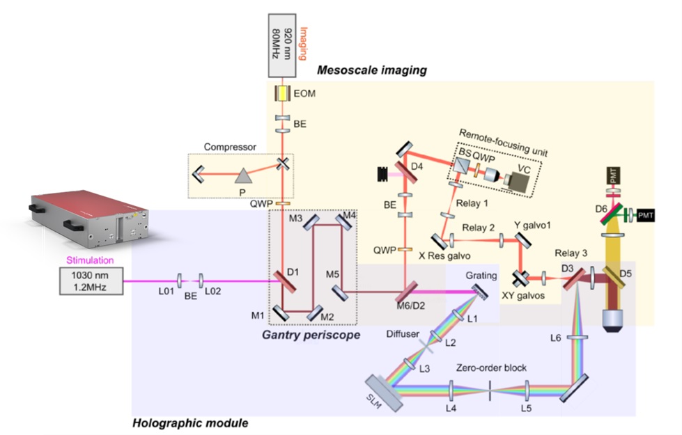 Sketch of 2P holographic mesoscope optical setup. EOM: electro-optic modulator, BE: beam expander, P: prism, QWP: quarter waveplate, Dn: dichroic mirror, BS: polarization beamsplitter, VC: voice coil, SLM: spatial light modulator. M6 mirror in the original mesoscope design has been replaced with the D2 dichroic. Courtesy of the University of California, Berkeley.