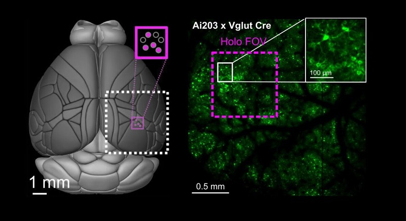 Researchers at UC Berkeley developed a platform that combines the aeroPULSE FS50 ultrafast fiber laser for photostimulation with a 2P mesoscope to provide the platform with a larger FOV. The new system will allow neural activity to be observed across various scales and species and will enable scientists to better understand feed-forward and feed-back processing in distributed neural circuits. Courtesy of the University of California, Berkeley.