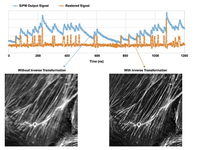 Figure 4. A sample captured with and without inverse transformation (Actin (BODIPY FL)) in a BPAE cell; resonant, average 64, ex. 488 nm, Em. 500 to 540 nm, same excitation power; UPLSAPO40x2/NA 0.95, CA 1 AU, 1024 × 1024 pixels. Courtesy of Evident Scientific.