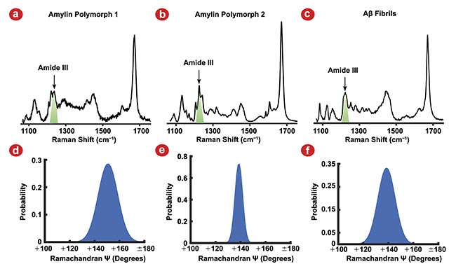 Figure 1. Raman spectra of three amyloid fibril polymorphs, amylin polymorph 1 (a), amylin polymorph 2 (b), and amyloid-ß (Aß) fibrils (c), and their corresponding Ramachandran ?-angle distributions. The Amide III vibrational mode used to determine Ramachandran ?-angle (green) for each polymorph (a-c). Amylin polymorph 1 ?-angle centered at 151°, indicating the ß-strands are oriented in an antiparallel ß-sheet (d). Amylin polymorph 2 (e) and Aß fibrils (f) Ramachandran ?-angles are centered at 139°, indicating the ß-strands are oriented in a parallel ß-sheet. Adapted with permission from Reference 2.