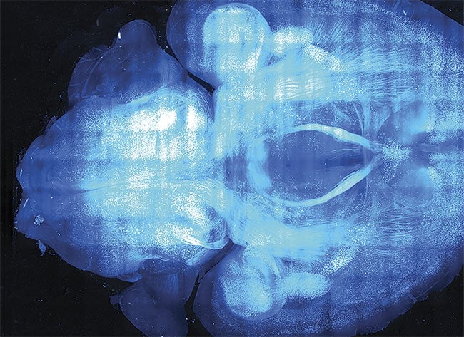 A complete volumetric reconstruction of a transgenic mouse brain, imaged with high-resolution light-sheet microscopy. A topical meeting titled ‘Optics and the Brain’ will be presented at the 2023 Optica Biophotonics Congress. Courtesy of Francesco Saverio Pavone/ European Laboratory for Non-Linear Spectroscopy.