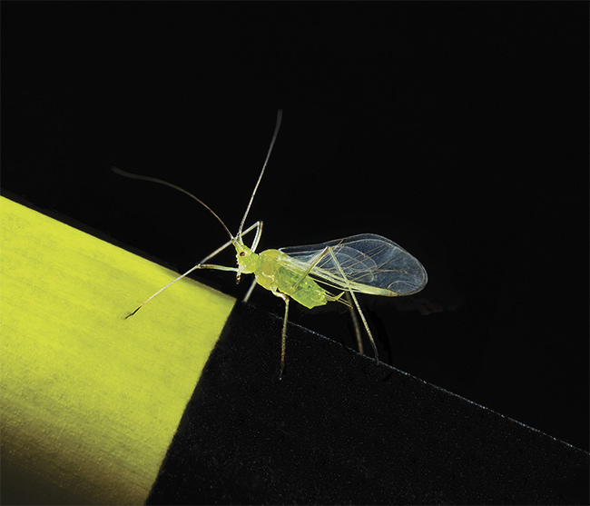 Aphids are attracted to certain colors, especially yellow, that can indicate a desirable food source. Courtesy of Jean-Louis Wolff and Sascha M. Kirchner.