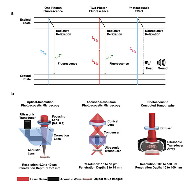 Figure 1. The principle of the photoacoustic effect compared with one-photon and two-photon fluorescence emission (a). The major implementations of photoacoustic tomography (PAT), with resolution and penetration depth (b). Courtesy of Junjie Yao/Duke University.