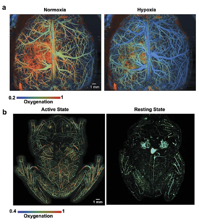 Figure 2. High-speed PAM images of mouse brain hemodynamics in response to the onset of hypoxia. The blood oxygenation level is color-coded from high (red-orange) to low (green-blue) (a). High-speed PAM images of glass frog hemodynamics during anesthesia (left) and resting (right). The color of the image indicates the oxygenation level (b). Courtesy of Junjie Yao/Duke University.