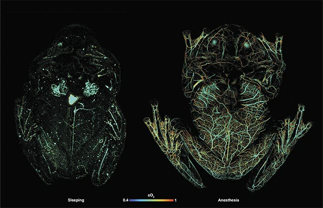 Photoacoustic microscopy (PAM) images of glass frog hemodynamics during anesthesia (right) and resting (left). Courtesy of Junjie Yao/Duke University.