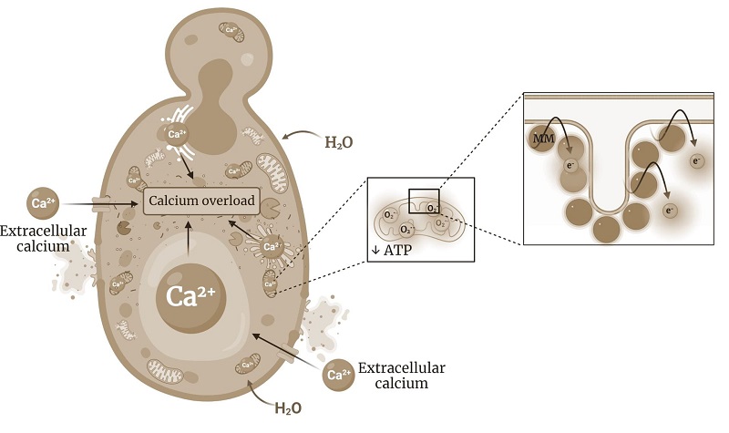 Schematic representation of the mechanisms by which light-activated molecular machines kill fungi. Molecular machines bind to fungal mitochondria, decreasing adenosine triphosphate (ATP) production and impairing the function of energy-dependent transporters that control the movement of ions, such as calcium. This leads to the influx of water, which causes the organelles to swell and eventually the cells to burst. Courtesy of Tour Group/Rice University.