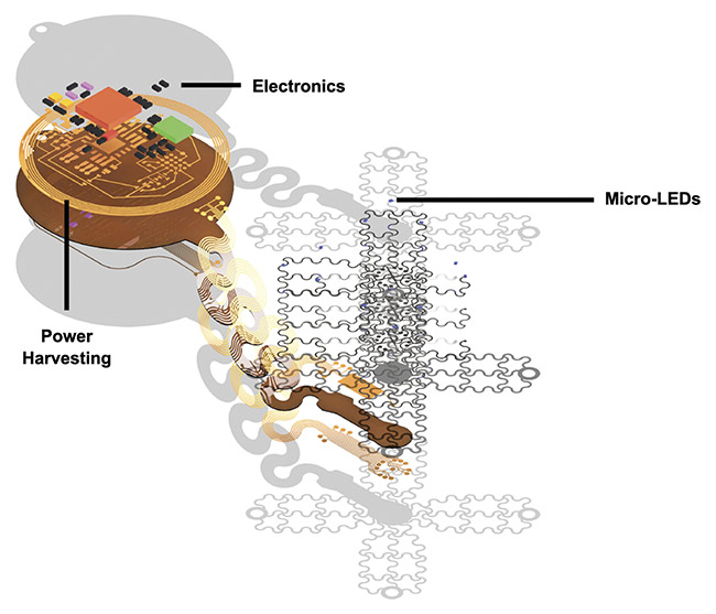 A rendering of the soft optoelectronic device applied en route to epicardial application. Courtesy of the Gutruf Lab.