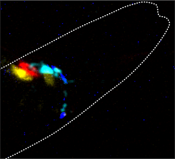 A single worm in which the flavor of chemical neurotransmitter has been replaced by the color of the photon. The cyan neuron is presynaptic to the yellow and red and thus controls their activity using cyan-colored light. Courtesy of ICFO. 