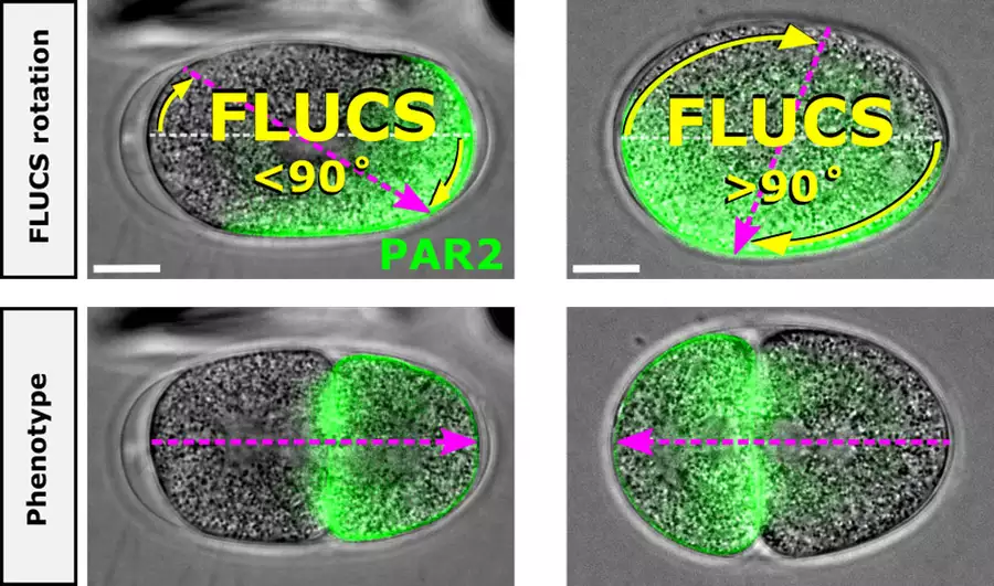 Optically controlled rotation of a worm embryo in its eggshell using FLUCS. Courtesy of MPI-CBG.