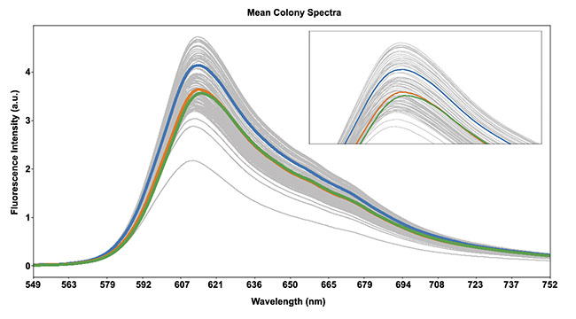 Figure 3. Fluorescent spectra from typical colonies. Spectral curves from three colonies with different peaks are highlighted. Courtesy of Resonon and Montana Molecular.