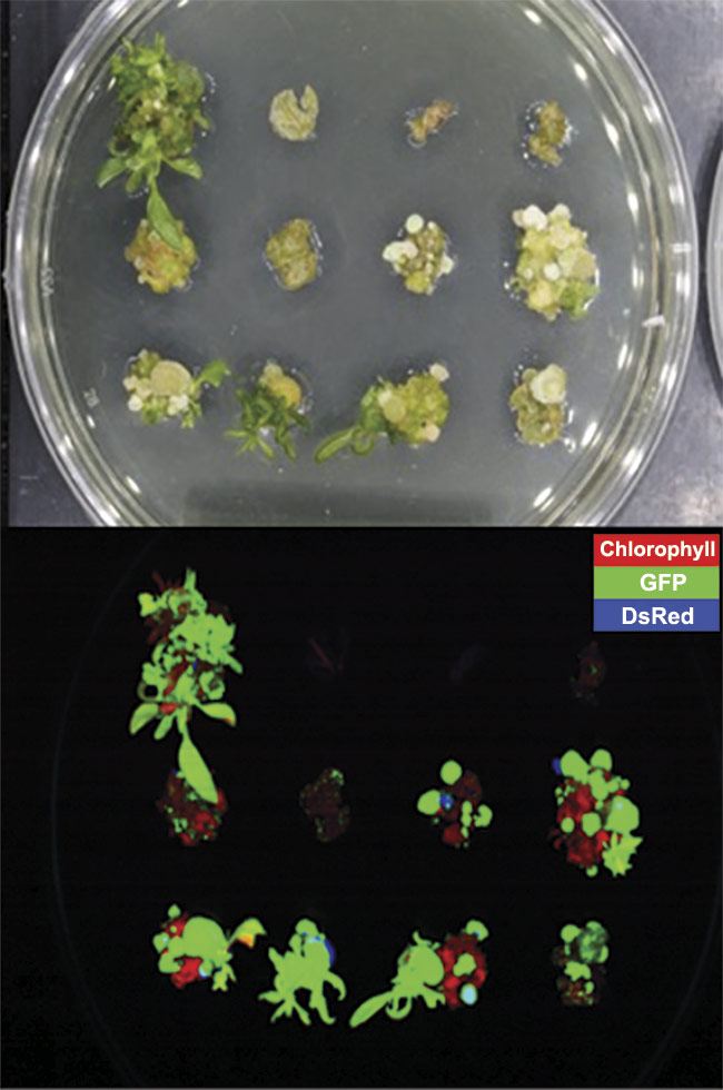 Figure 5. Early-stage development of poplar tree leaf cuttings treated with Agrobacterium. The sealed petri dish was measured using 405-nm excitation hyperspectral fluorescence (top) and the resulting false color after analysis (bottom). Courtesy of Middleton Spectral Vision.