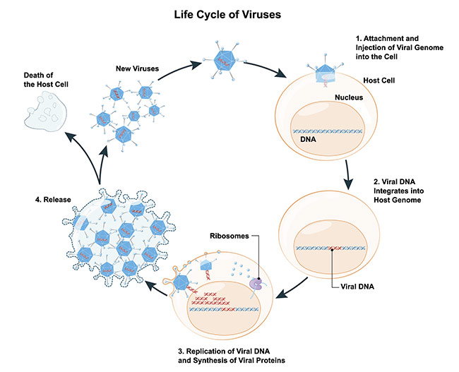 Figure 1. Schematic of the life cycle of a virus. Courtesy of iStock.com/ttsz.