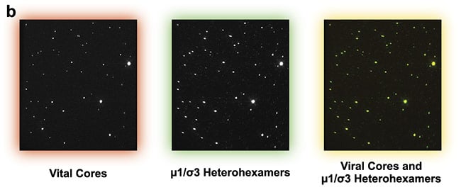 Figure 2b. Experimental data set demonstrating efficient two-color assembly on the microscope slide. Courtesy of Ivanovic Lab/National Institutes of Health.