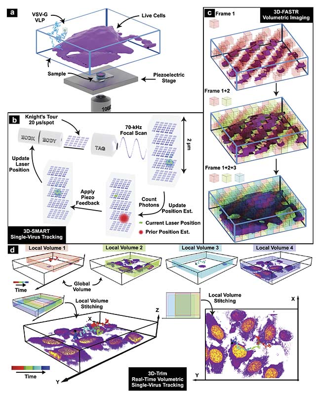 Figure 3. 3D tracking and imaging (3D-TrIm) in an experimental setup. Fluorescently labeled virus-like particles (VLPs) are added to live cells plated on a coverslip. The sample is placed on a heated sample holder mounted on a piezoelectric stage (a). Overview of 3D-SMART tracking of single viruses. The electro-optic deflector (EOD) and tunable acoustic gradient (TAG) lens rapidly scan the local particle area. Photon arrival times and the current laser position are used to calculate the position of the virus within the scan area. Using the measured position, the piezoelectric stage moves to recenter the virus within the scan area (b). Concept of 3D-FASTR volumetric imaging. By outfitting a traditional two-photon laser scanning microscopy with an electrically tunable lens, a repeatable, tessellated 3D sampling pattern can be generated during each frame time. Over a set number of frame times, the entire volume is sampled (c). Construction of global volumes in 3D-TrIm. As the virus diffuses, 3D-SMART moves the sample and the 3D-FASTR imaging system collects sequential volumes from different areas around the particle. These time-resolved local volumes can be used to generate an integrated global volume (d). Courtesy of Welsher Lab/Duke University.