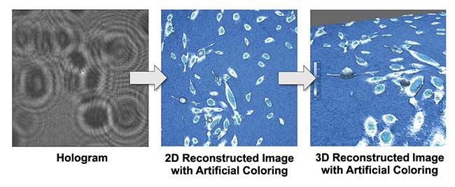 Figure 2. A hologram is the basis for reconstructing topographic cell images. The colors correspond to cell thickness, as shown by the color bar. Courtesy of Phase Holographic Imaging.