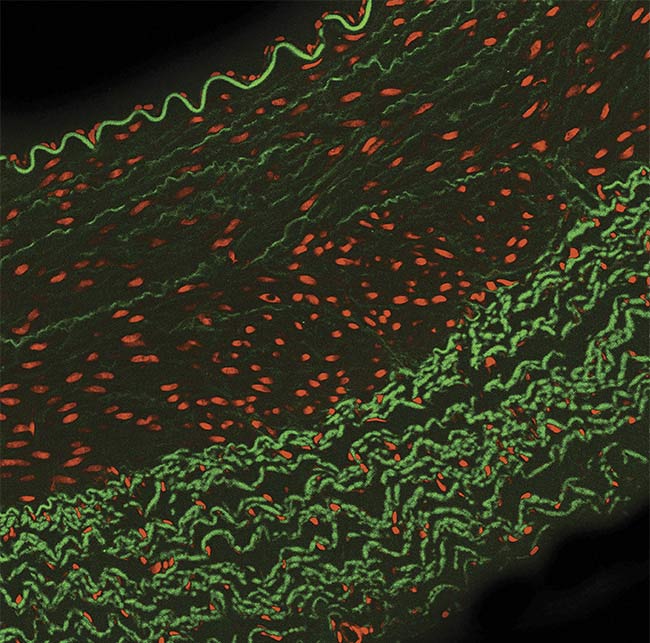 Figure 1. A typical multilabeled fluorescence image. Courtesy of Excelitas.