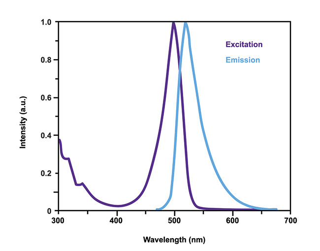 Figure 2. An example of the excitation and emission spectrum of a fluorophore. The light emitted is usually of a higher wavelength than that of the excitation. Courtesy of Excelitas.