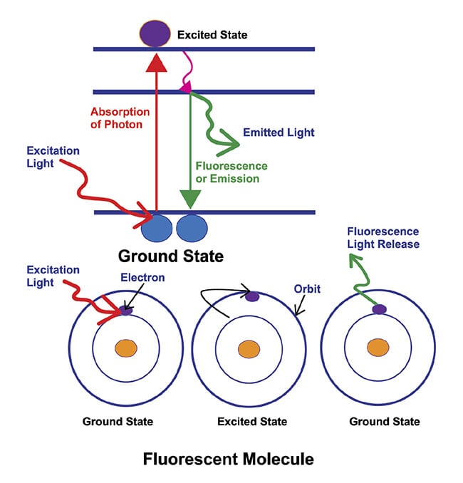 Figure 3. An illustration of the basic principle behind fluorescence microscopy. The absorption of light or photons by a fluorophore, which causes it to transition to an excited state. The fluorophore returns to its ground state, releasing energy in the process, in the form of light. Courtesy of Excelitas.