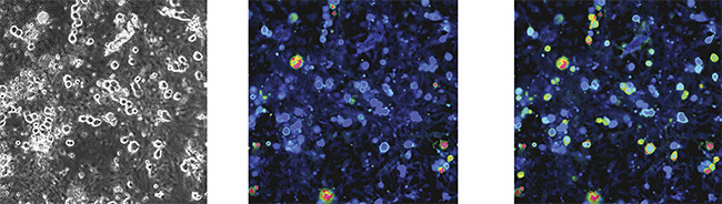 Figure 5. Capsaicin elicits calcium responses in rat (dorsal root ganglion (DRG)) sensory neurons. Phase-contrast (left) and ratiometric images of Fura-2 loaded DRG sensory neurons. 300-nm capsaicin (TRPV1 agonist) elicited calcium responses in ~50% of sensory neurons. Adapted with permission from Reference 3.