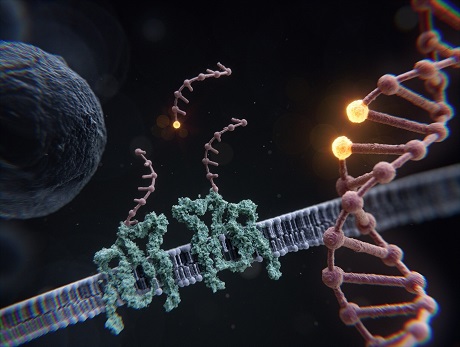 DNA-Barcoded Fluorescence Imaging Illuminates Core Cell Components