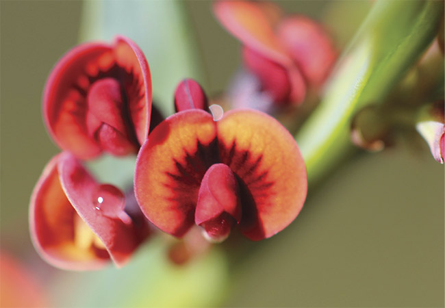 Due to strong UV reflectance, the pea plant (Daviesia decurrens) (top) and the orchid (Diuris brumalis) (middle) are both attractive to the Australian bee (Trichocolletes capillosus) (bottom). Courtesy of Daniela Scaccabarozzi/Curtin University.