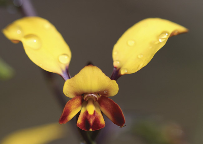 Due to strong UV reflectance, the pea plant (Daviesia decurrens) (top) and the orchid (Diuris brumalis) (middle) are both attractive to the Australian bee (Trichocolletes capillosus) (bottom). Courtesy of Daniela Scaccabarozzi/Curtin University.