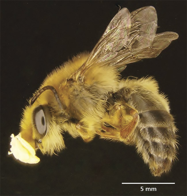 Due to strong UV reflectance, the pea plant (Daviesia decurrens) (top) and the orchid (Diuris brumalis) (middle) are both attractive to the Australian bee (Trichocolletes capillosus) (bottom). Courtesy of Daniela Scaccabarozzi/Curtin University.