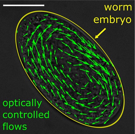 Scientists led by Professor Moritz Kreysing from Karlsruhe Institute of Technology developed nearly isothermal scan sequences that could open a path for new soft matter and biomedicine avenues. Nearly isothermal scan sequences developed by the researchers exploit symmetry relations during laser scanning to disentangle laser heating and flow induction. The researchers’ flow-neutral scan sequences use dynamic photothermal stimuli and spatiotemporal symmetry relations of scanning bridging up to three distinct time scales. The image shows the one-cell-stage C. elegans embryo with flows induced in there via ISO-FLUCS. (Top left): The scalebar is 20um. Courtesy of Moritz Kreysing.