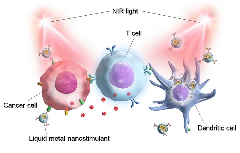 A versatile liquid metal (LM) gallium-indium (Ga-In) alloy has been used to develop a novel LM nanoparticle that contains an immunomodulant and an immune checkpoint inhibitor called Anti-PD-L1. Upon irradiation by near infrared (NIR) light, Anti-PD-L1 specifically binds to the cancer cell, while immunostimulants activate T and dendritic cells. This synergistic activation, coupled with the photothermal effect, effectively eliminates the cancer cell almost immediately. Image Courtesy of Eijiro Miyako from JAIST.