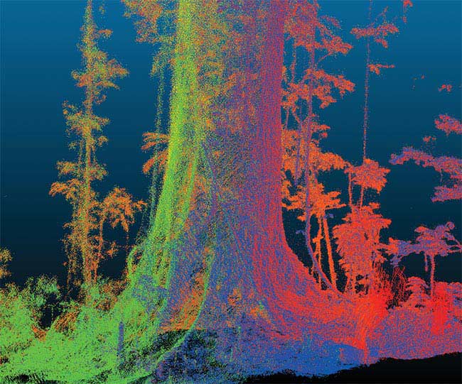 A GeoSlam portable lidar image showing the trunk of a giant tree deep in the Amazonian rainforest. Courtesy of E.B. Gorgens and J. Rosette, 2023.
