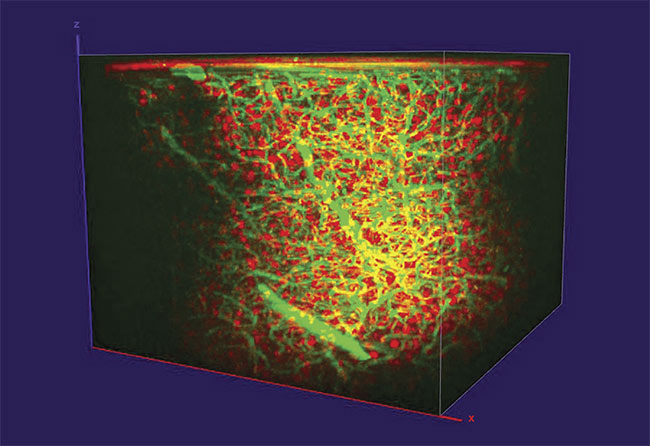 Three-photon imaging of dextran (green) and tdTomato (red) labeled interneurons in a mouse prefrontal cortex, reaching ~1 mm in depth. Courtesy of Timo van Kerkoerle and Marie Guillemant/Neurospin.