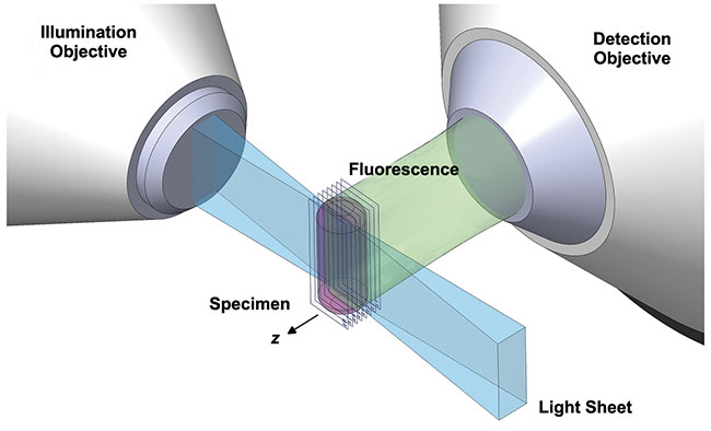 This rendering shows the orthogonal illumination of a cylindrical sample (magenta) with a sheet of light originating from the illumination objective lens (left). The emitted light is detected by a detection objective lens (right). In classical selective plane illumination microscopy (SPIM) setups the sample can be translated in 3D, as well as rotated. Courtesy of Dimitri Kromm.