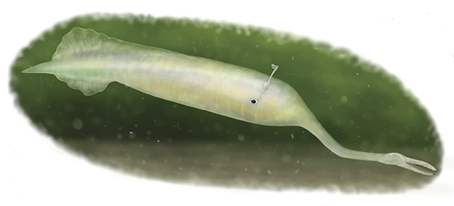 3D scanning has helped to classify the so-called Tully monster — first discovered in Illinois in the 1950s, it has been a subject of controversy ever since. Courtesy of Takahiro Sakono.