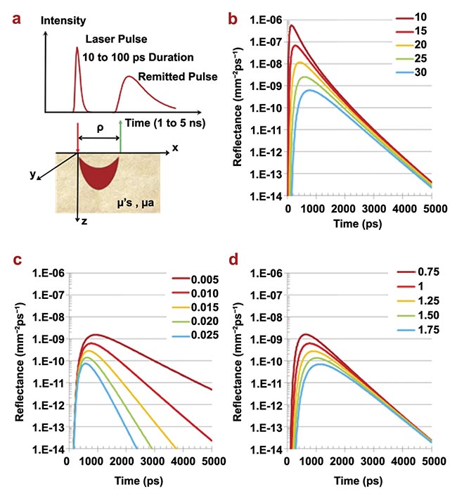 Figure 4. The principles of time-domain NIRS. The geometry of time-domain NIRS measurements in the reflection mode. The region in which photon paths are more likely to occur (the so-called banana shape) is also schematically depicted (a); time-domain NIRS signals at different values of the source detector distance (? = 10 to 30 mm, in steps of 5 mm) for fixed absorption coefficient (µa = 0.001 mm-1) and reduced scattering coefficient (µ's = 1.0 mm-1) (b); time-domain NIRS signals at fixed source detector distance (? = 30 mm) and fixed reduced scattering coefficient (µ's = 1.0 mm-1) for different values of the absorption coefficient (µa = 0.005 - 0.025 mm-1 in steps of 0.005 mm-1) (c); time-domain NIRS signals at fixed source detector distance (? = 30 mm) and fixed absorption coefficient (µa = 0.001 mm-1) for different values of the reduced scattering coefficient (µ's = 0.75 - 1.75 mm-1 in steps of 0.5 mm-1) (d). Adapted with permission from Reference 2.