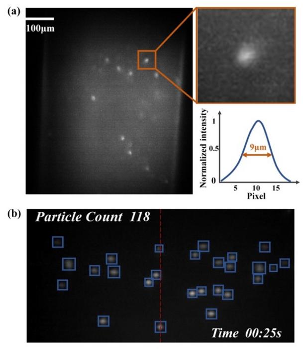 (a): Leukocytes in a channel captured by a miniature fluorescence microscope, with a magnified view of one of the cells and its profile curve. (b): Working process of the particle counting algorithm. Scale bar: 100 µm. Courtesy of OES.