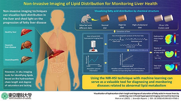 The imaging framework visualizes hydrocarbon chain length and degree of saturation of fatty acids in mice livers by combining near-infrared hyperspectral imaging and machine learning. Courtesy of Mori et al. (2023) Scientific Reports doi: 10.1038/s41598-023-47565-z.