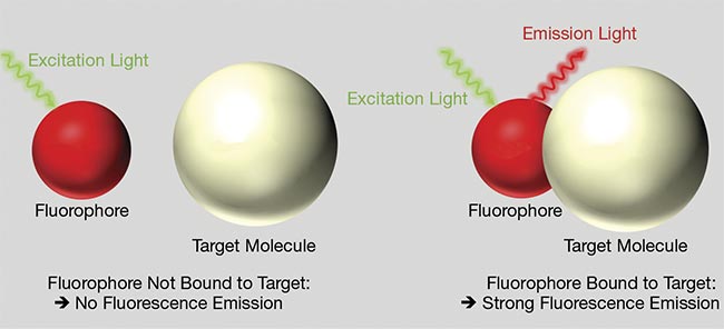 Figure 1. When a fluorophore is “free” (left), it does not emit fluorescent light upon excitation. A fluorophore that is bound to the target molecule emits strong fluorescence upon excitation. Enhancing contrast for specifically targeted molecules is a fundamental deployment of fluorescence-based analysis. Courtesy of Delta Optical Thin Film.